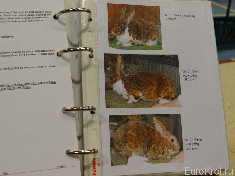 Скандинавский каталог стандарт кроликов