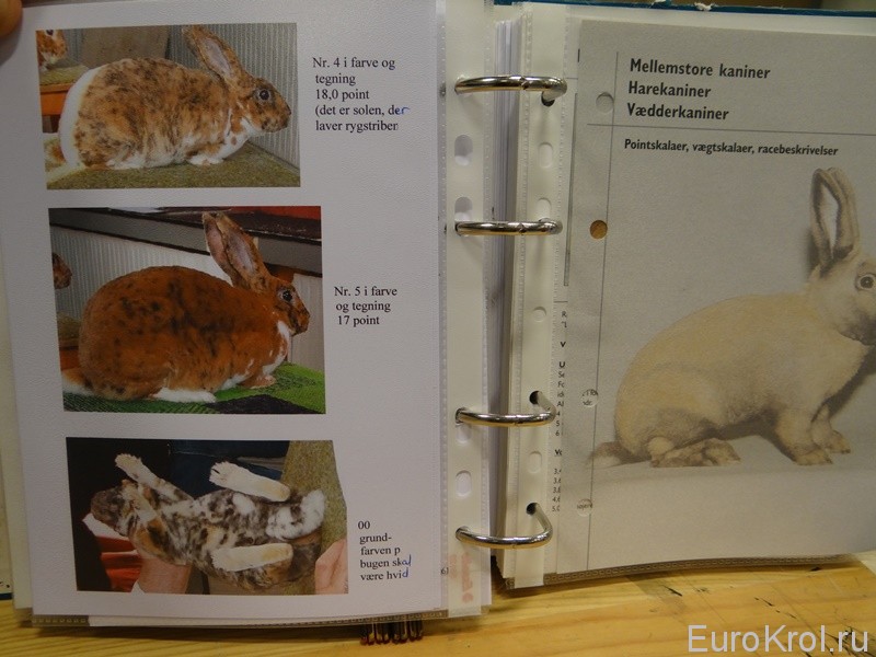 Скандинавский каталог стандарт кроликов