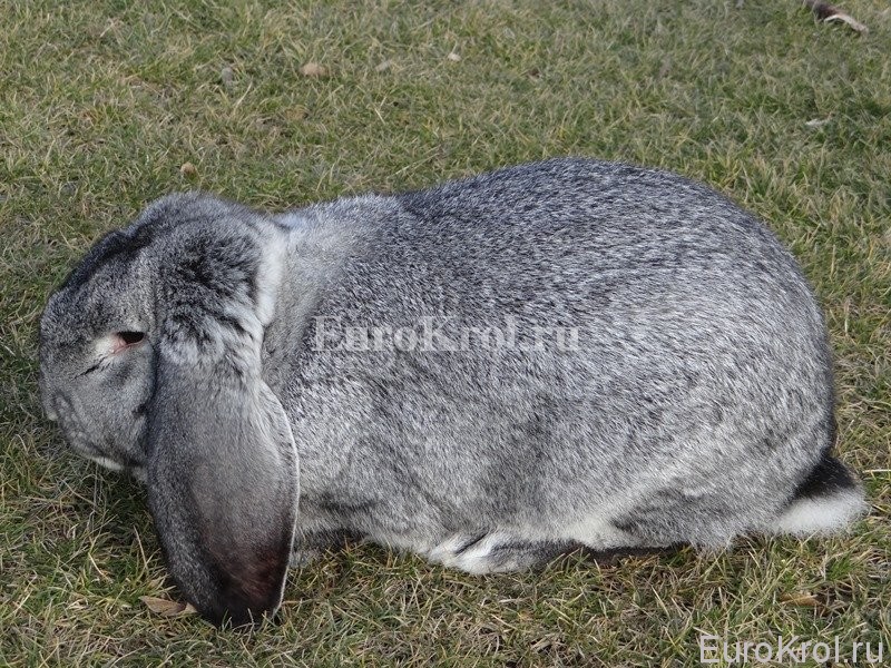 Кролик французский баран шиншилловый