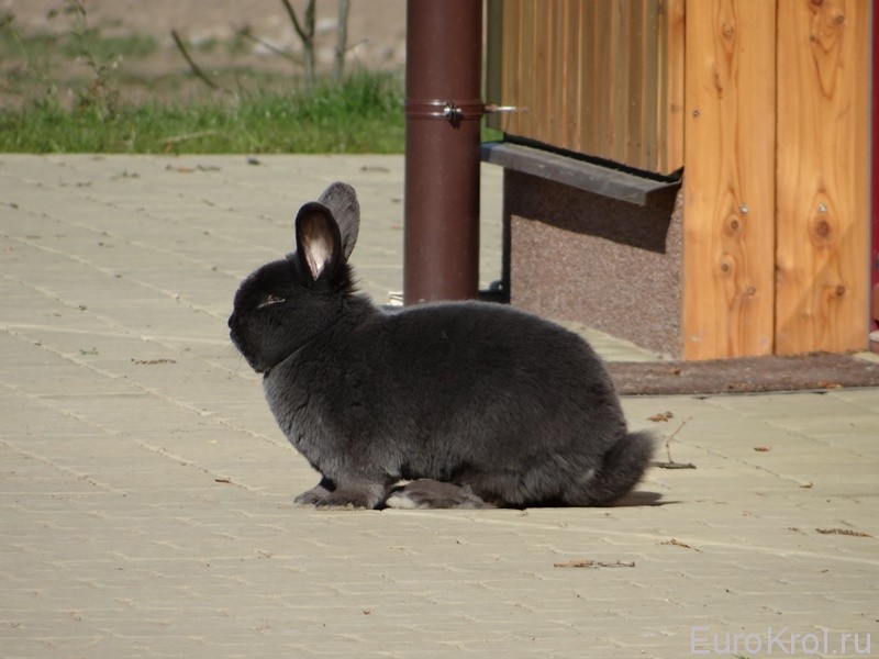 Венский голубой кролик на площадке