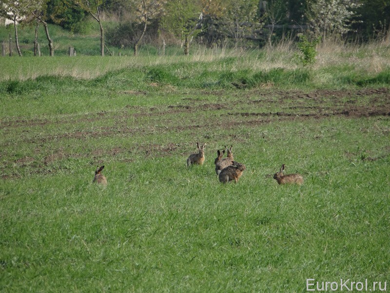 Весенний гон у зайцев