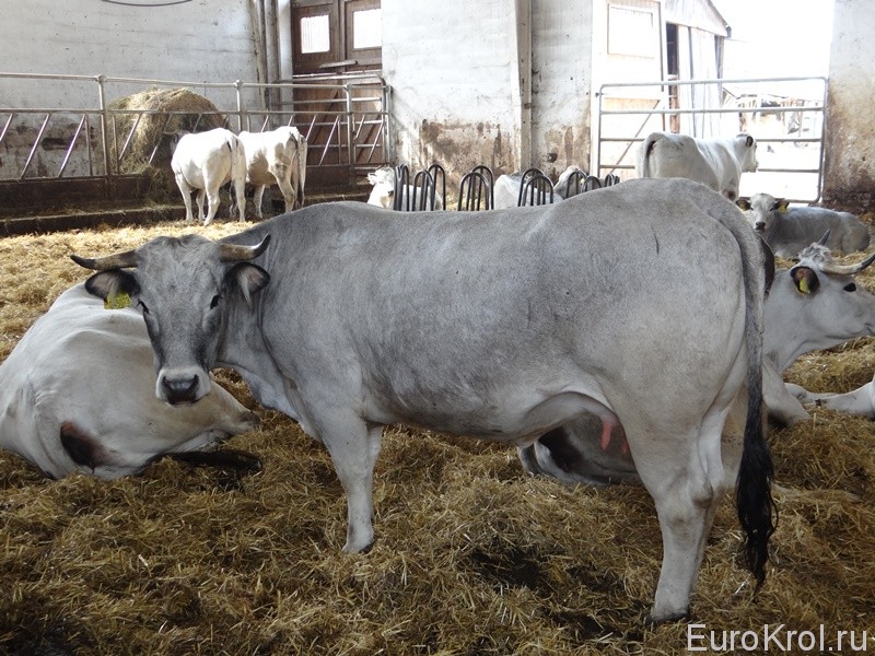 Ферма коров в Чехии