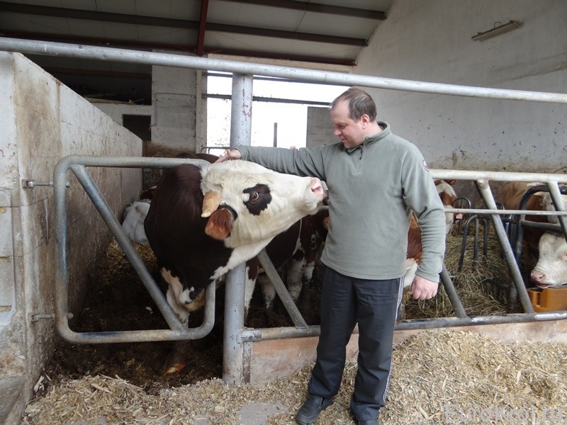 Ферма коров в Чехии