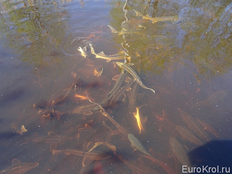 Рыбзавод в Европе
