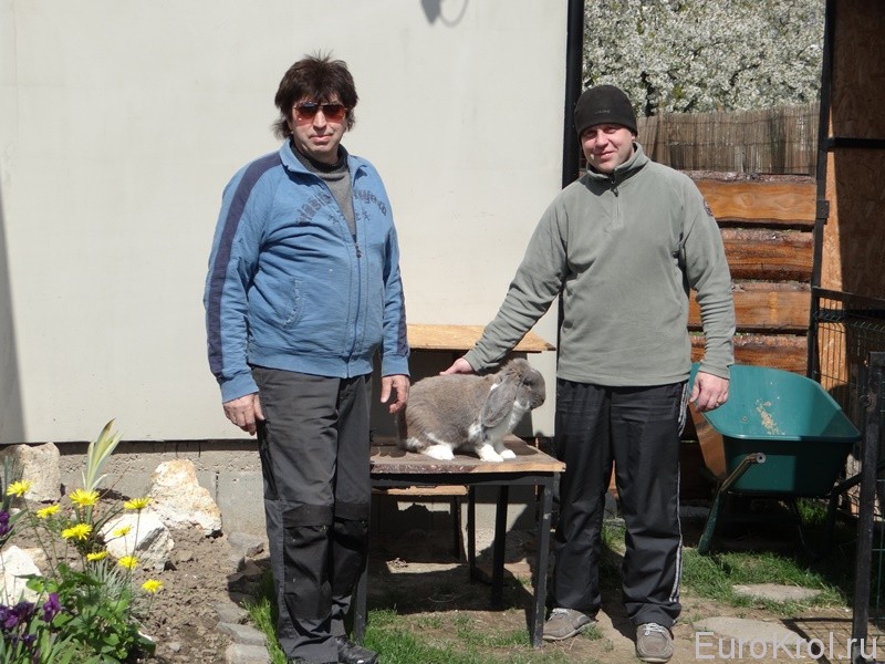 Заводчики кроликов в Словакии