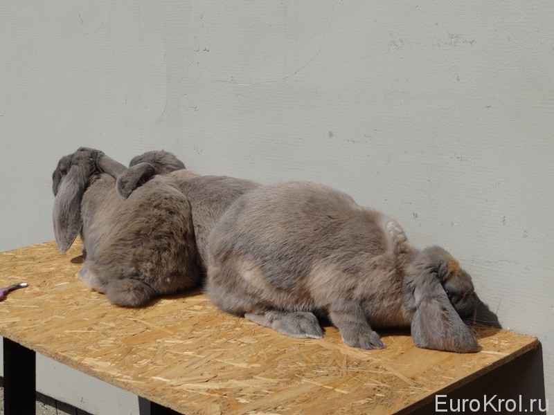 Заводчики кроликов в Словакии