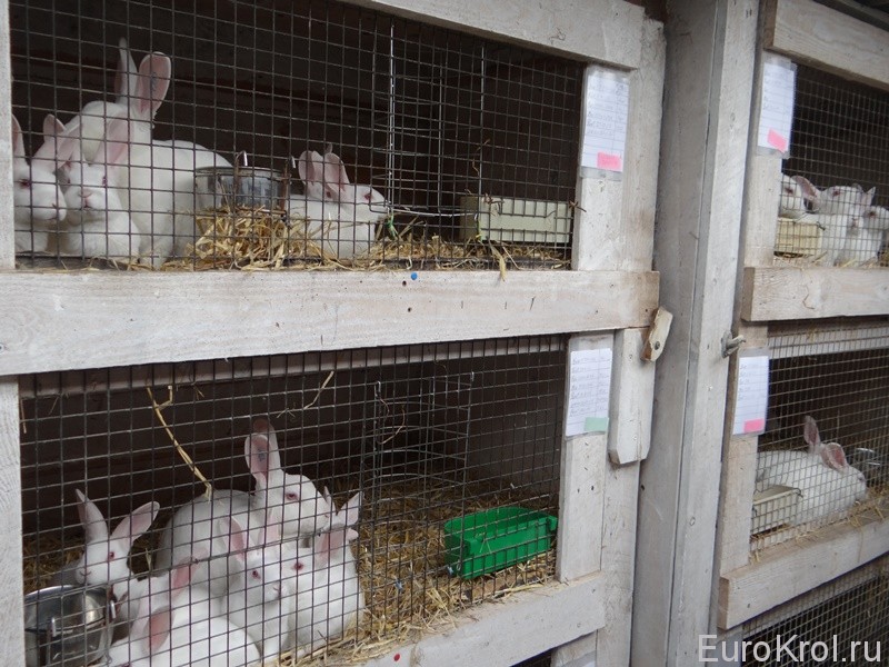 Кролики рексы в Дании