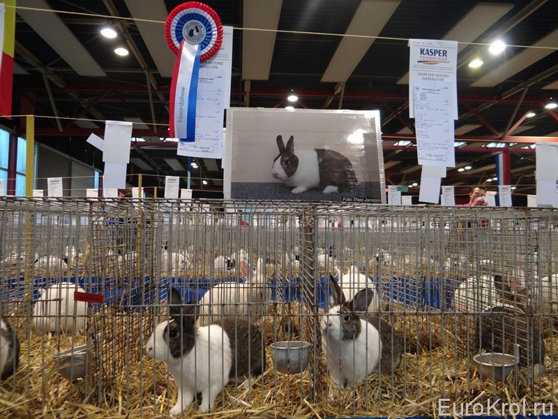 Выставка голландских кроликов