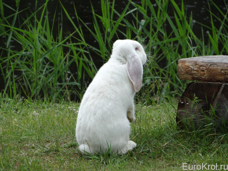 Кролик французский баран белый