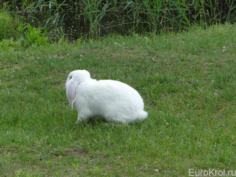 Кролик французский баран белый