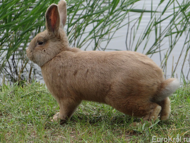 Земплинский пастеловый кролик на лавке у воды
