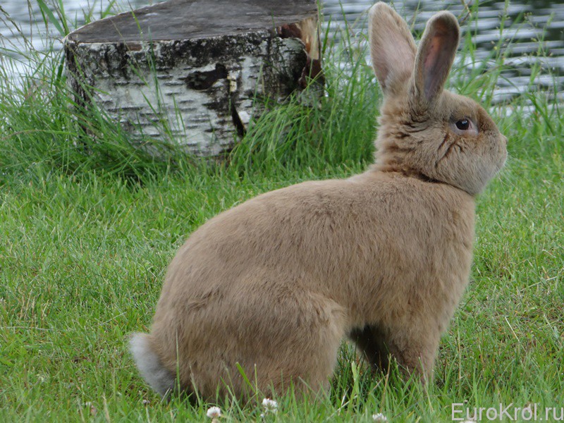 Земплинский пастеловый кролик за лавкой