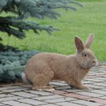 Земплинский пастеловый кролик
