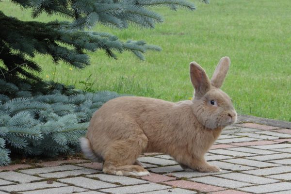 Земплинский пастеловый кролик