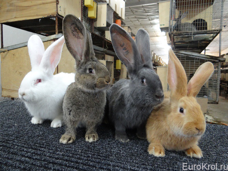 Технология разведения кроликов: спаривание, сукрольность, окрол,  выкармливание и отсаживание крольчат — Племенные кролики из Европы