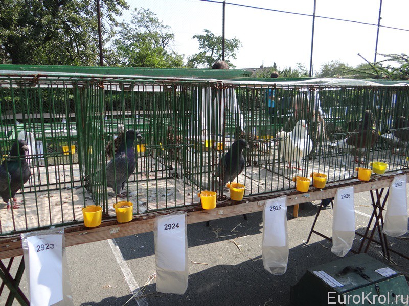 Выставка голубей в Чехии