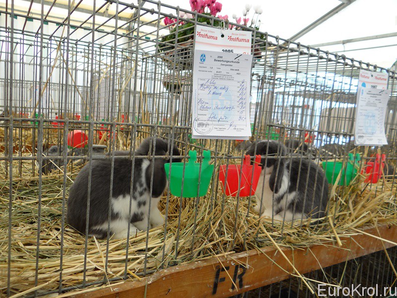 Кролики на выставке в Германии