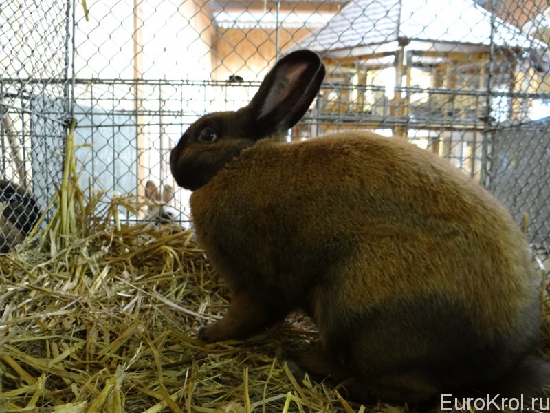 Кролики на выставке в Германии