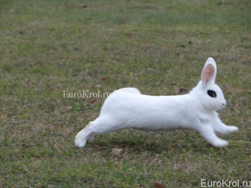 bílý králík hotot