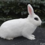 white rabbit hotot