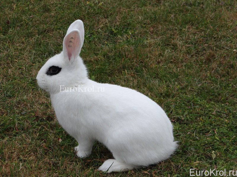 Белый кролик хотот