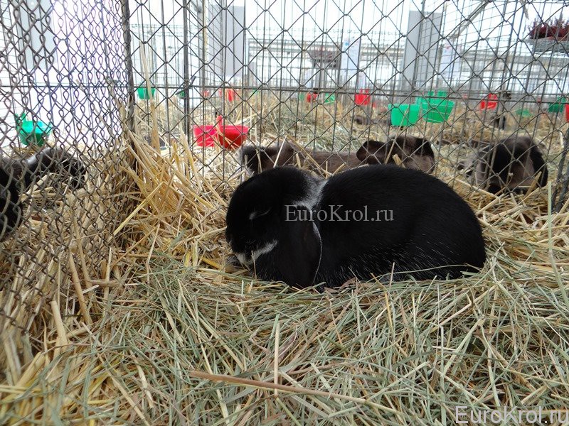 Кролик Zwergwidder weißgrannenfarbig schwarz