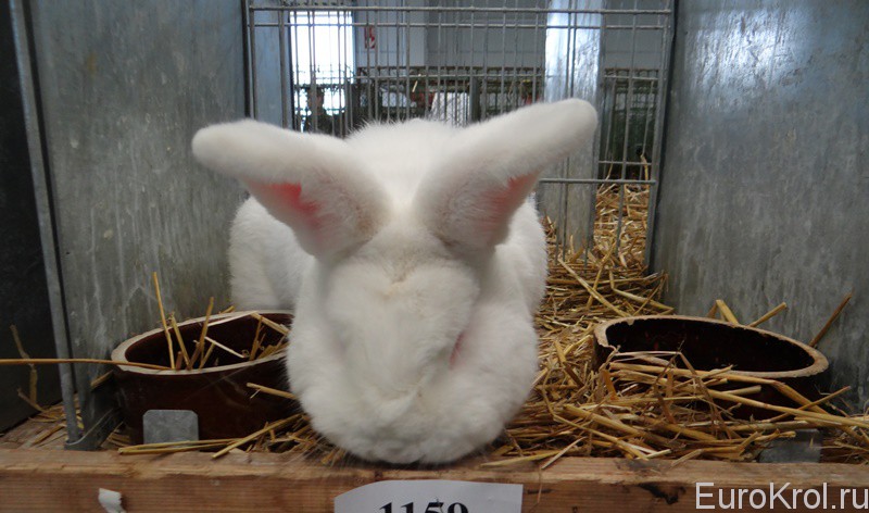 Выставка кроликов в Чехии