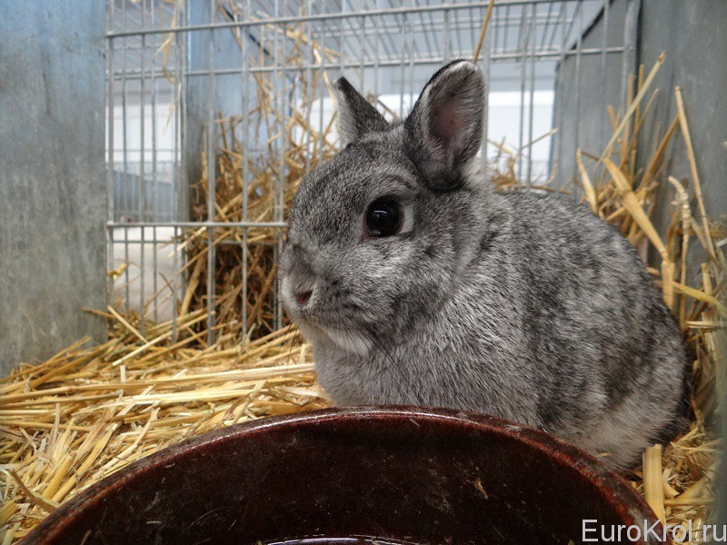Выставка кроликов в Чехии