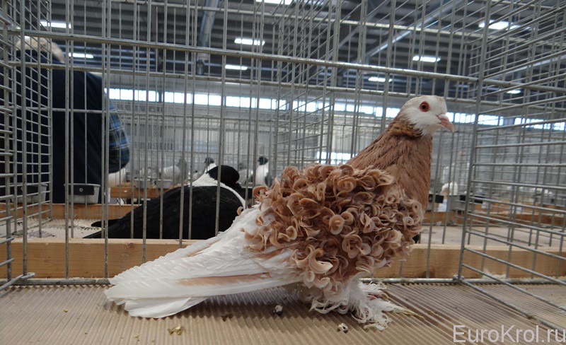 kudrna zlaty belous — курчавый голубь