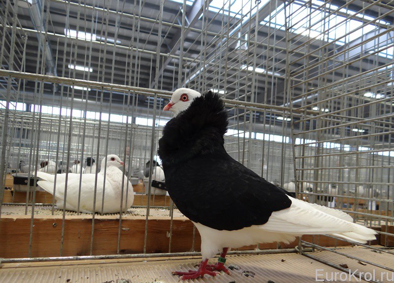Staro holandsky kapucin cerny — Старо голландский капуцин чёрный