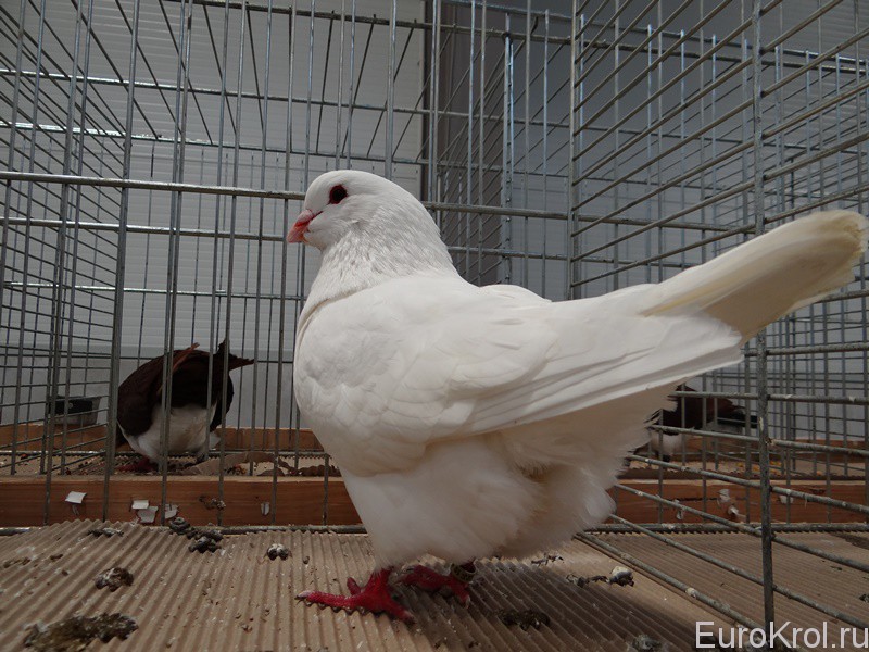 Benešovský holub bílý