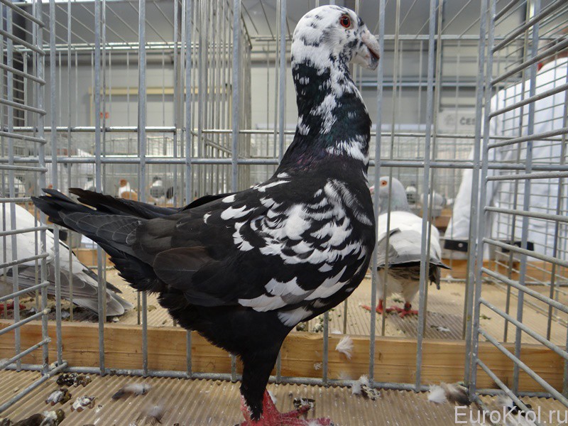 Nemecký výstavný holub — Немецкий выставочный голубь