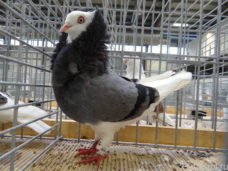 Staro holandsky kapucin modry — Старо голландский капуцин голубой