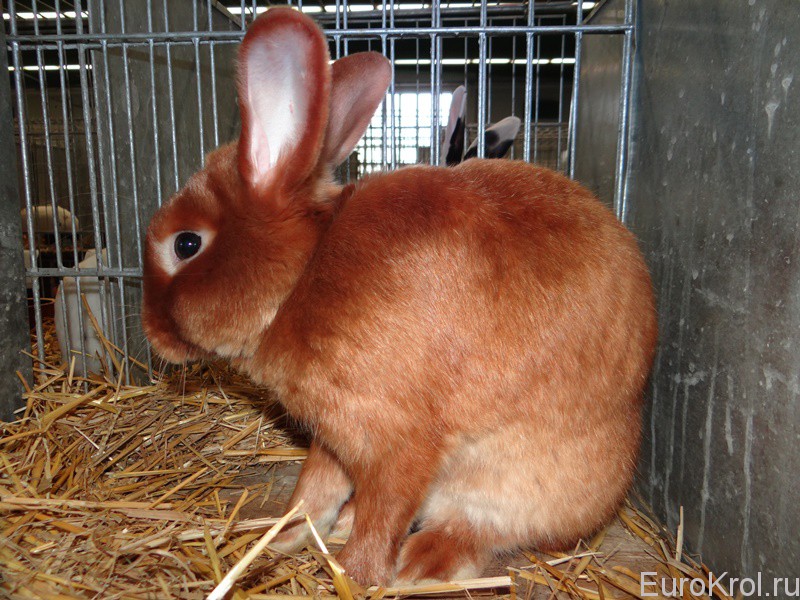 Красный сатиновый кролик