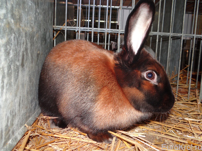 Тюрингенский сатиновый кролик