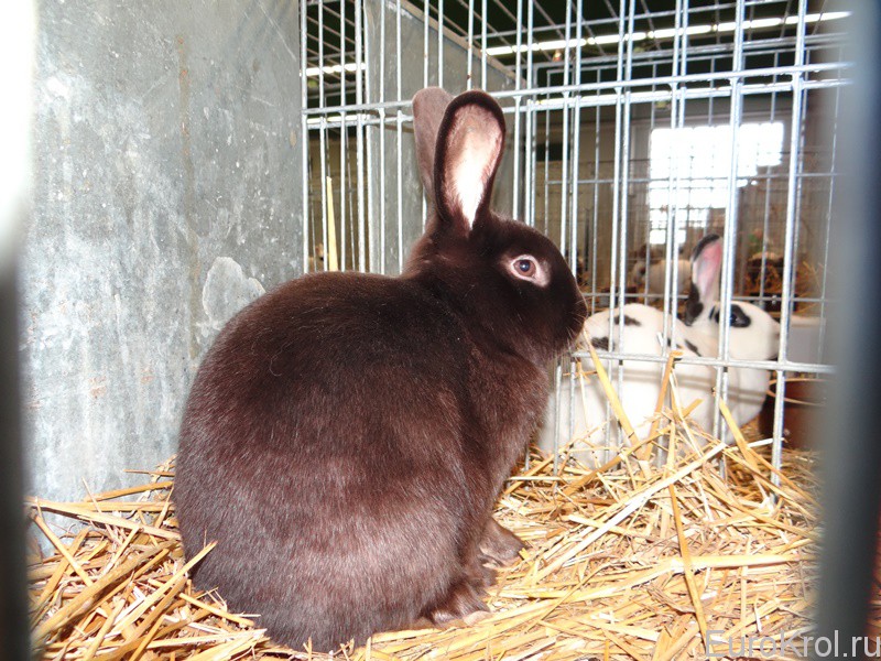 Кролики породы сатин — Saténový králík, havanovity, cerveny, durynský