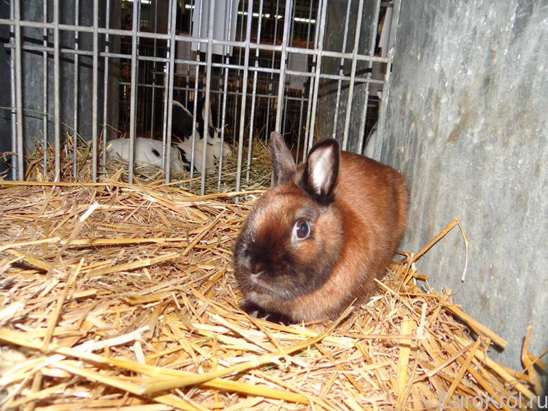Кролик карликовый сатин мадагаскар
