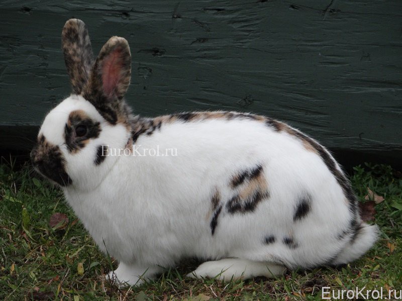 Dreifarben-Schecken кролик