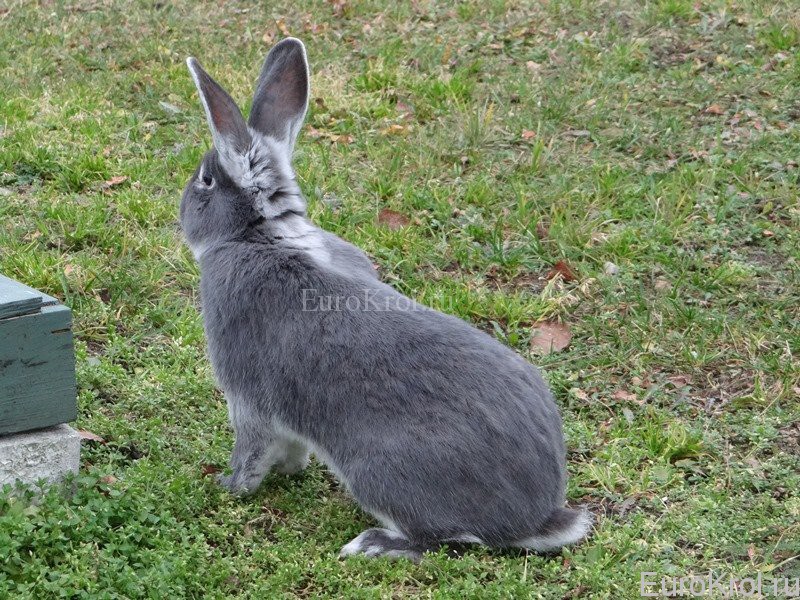 Weißgrannen blau кролик