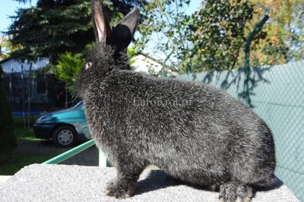 Кролик Немецкое Большое Серебро чёрное