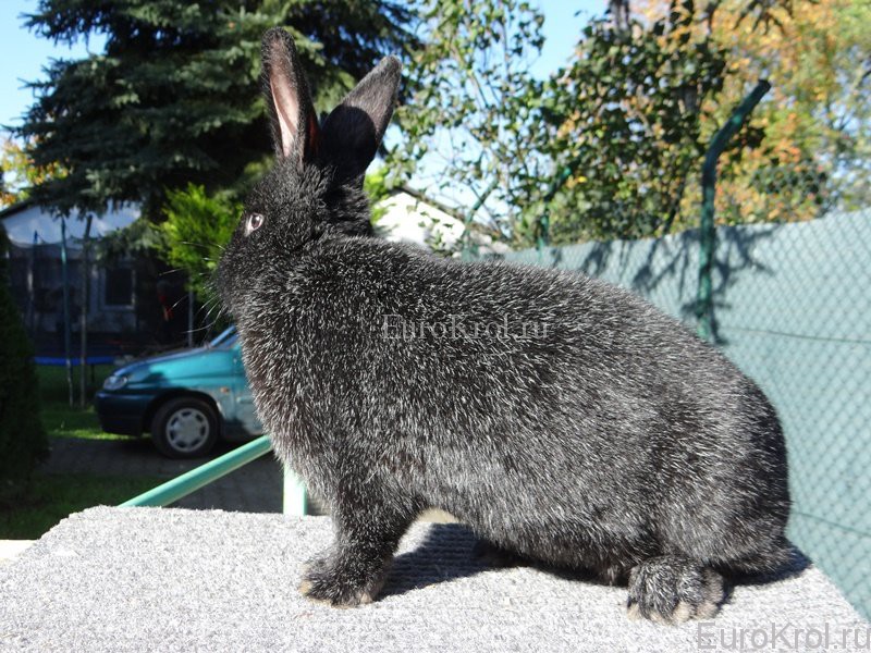 Кролик Немецкое Большое Серебро чёрное