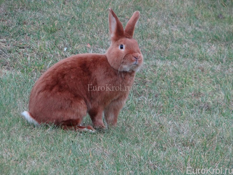 Кролик красный сатиновый