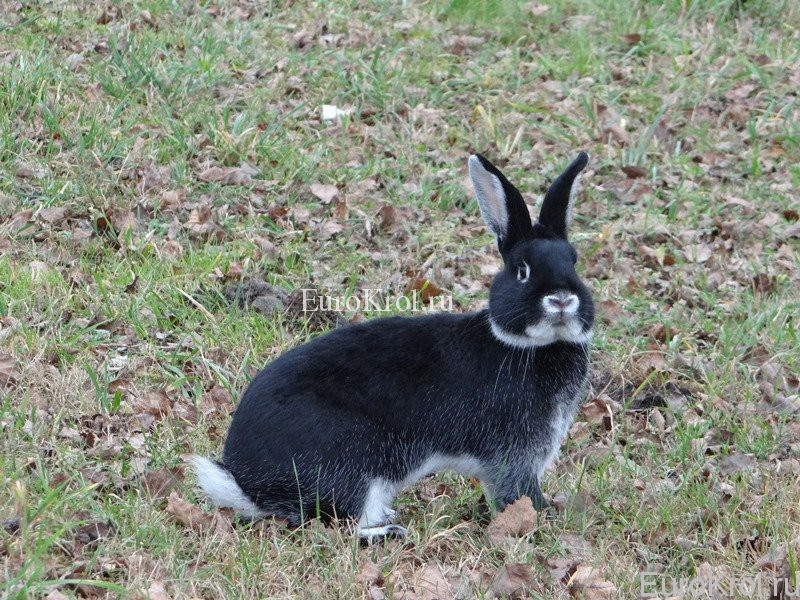 Кролик породы Weißgrannen schwarz