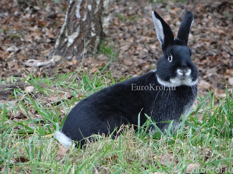 Кролик породы Белоостевой чёрный