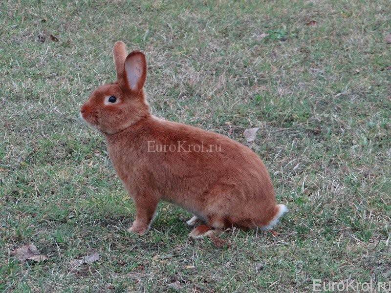 Кролик породы красный сатин