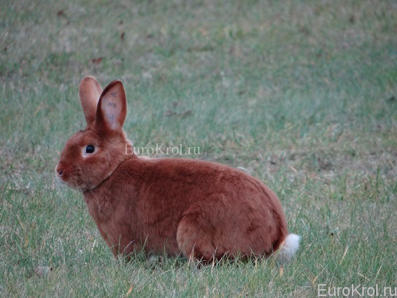 Кролики породы красный сатин