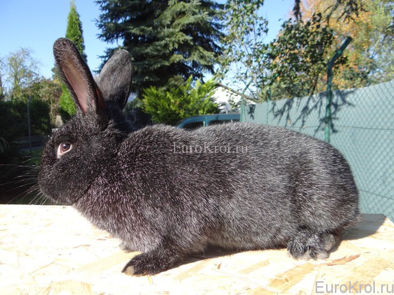 Порода кролика Немецкое Большое Серебро чёрное