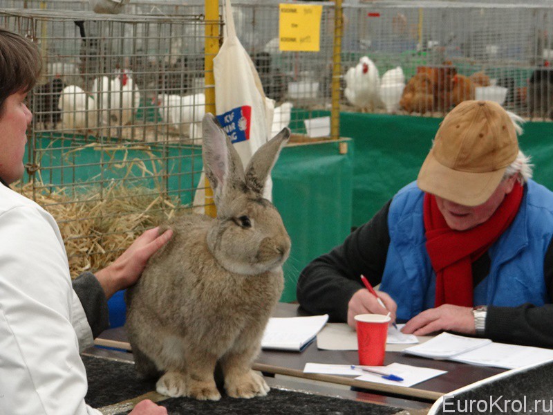 Оценка кролика в Голландии