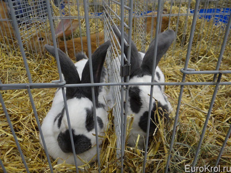 Оценка кролика в Голландии