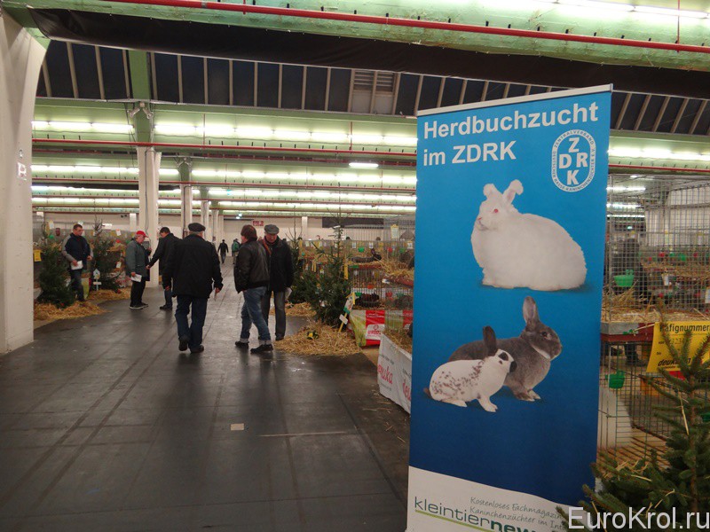 Выставка кроликов в Германии